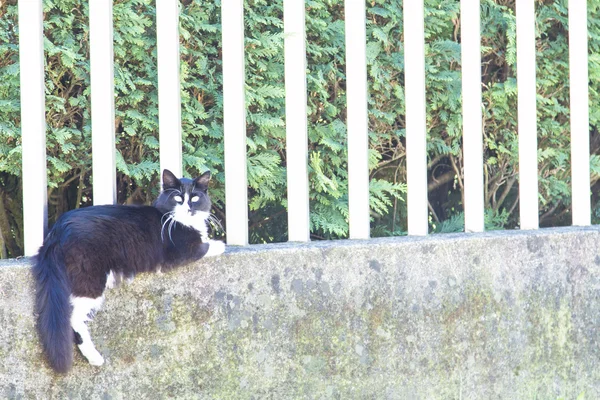 Tricolor kattunge, Europeiska rasen — Stockfoto