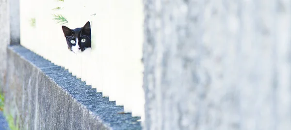 Gatito macho, raza europea — Foto de Stock