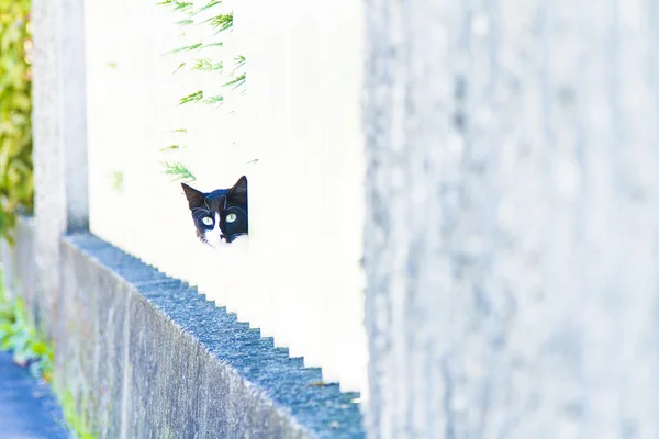 Gatito macho, raza europea — Foto de Stock