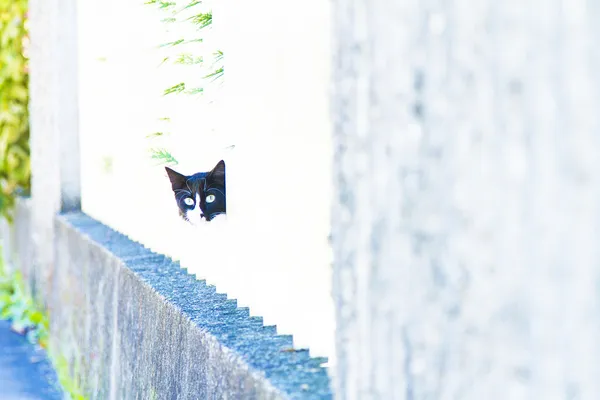 Gattino maschio, razza europea — Foto Stock