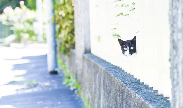 고양이 남자, 유럽 품종 — 스톡 사진