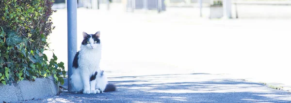 Gatito tricolor, raza europea — Foto de Stock