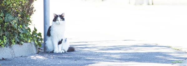 Триколорний кошеня, європейська порода — стокове фото