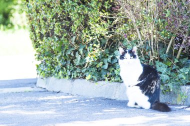 Üç renkli kedi yavrusu, Avrupa doğurmak