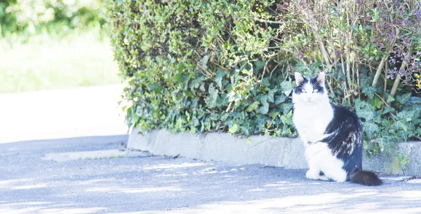 Tricolor kitten, european breed — Stock Photo, Image