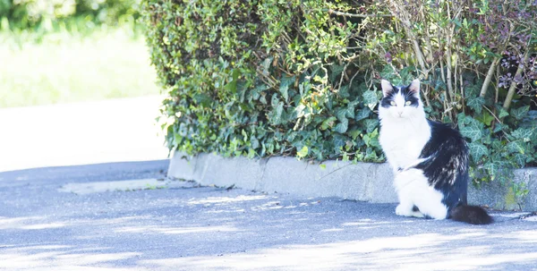 Tricolor kattunge, Europeiska rasen — Stockfoto