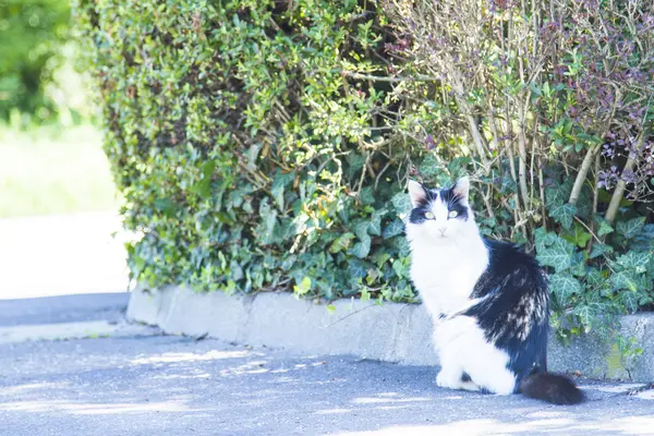 삼 색 고양이, 유럽 품종 — 스톡 사진
