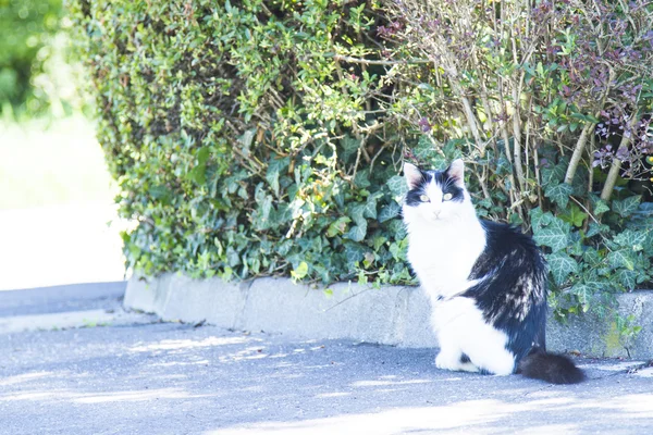 Gatinho tricolor, raça europeia — Fotografia de Stock