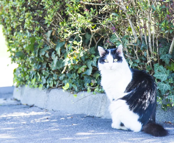 Gatito tricolor, raza europea — Foto de Stock