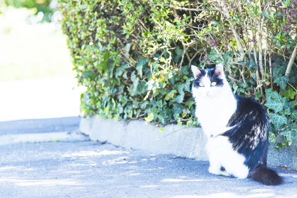 Gatito tricolor, raza europea — Foto de Stock