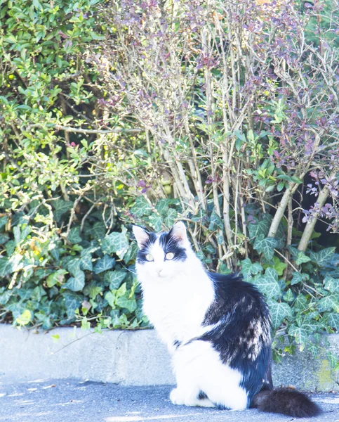 Tricolor kotek, rasa Europejska — Zdjęcie stockowe