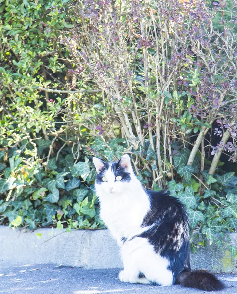 Трехцветный котенок, европейская порода — стоковое фото