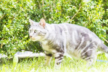 Siyah Gümüş kedi, Avrupa 