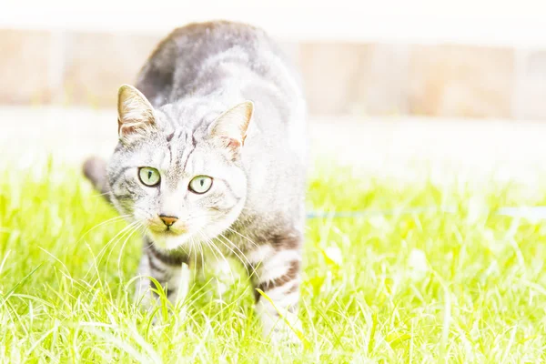 Siyah Gümüş kedi, Avrupa — Stok fotoğraf