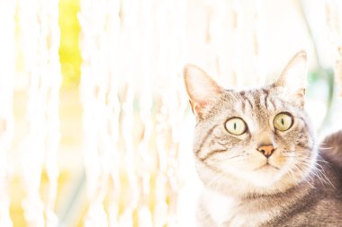 Siyah Gümüş kedi, Avrupa 