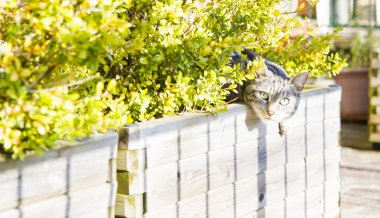 Siyah Gümüş kedi, Avrupa 