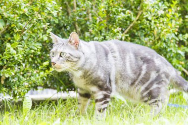 Siyah Gümüş kedi, Avrupa 