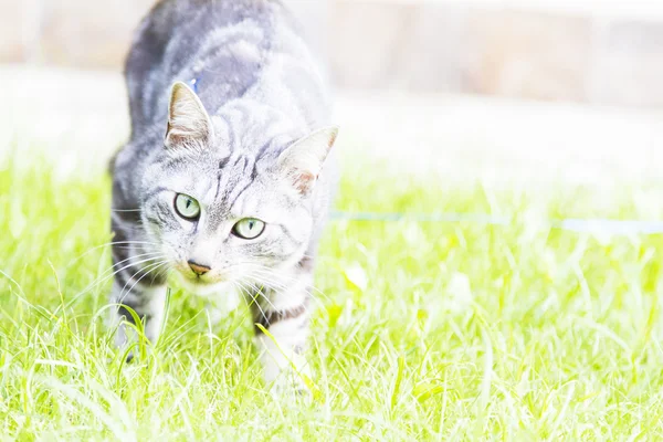 Preto gato de prata, europeu — Fotografia de Stock