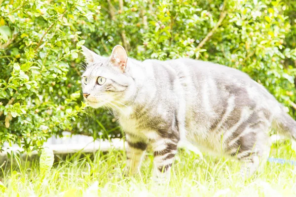 Preto gato de prata, europeu — Fotografia de Stock