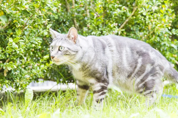 Preto gato de prata, europeu — Fotografia de Stock