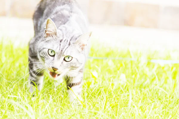 Preto gato de prata, europeu — Fotografia de Stock