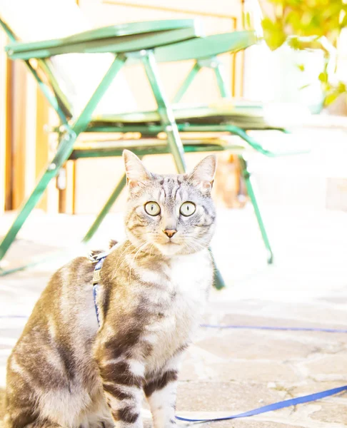 Preto gato de prata, europeu — Fotografia de Stock