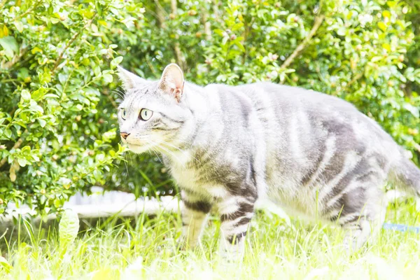 Preto gato de prata, europeu — Fotografia de Stock