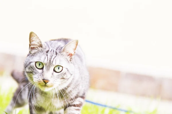 Preto gato de prata, europeu — Fotografia de Stock