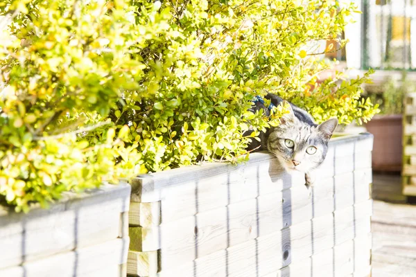 黒銀猫、欧州 — ストック写真