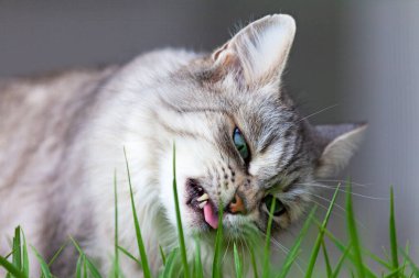 Bahçede uzun saçlı gümüş bir kedi.