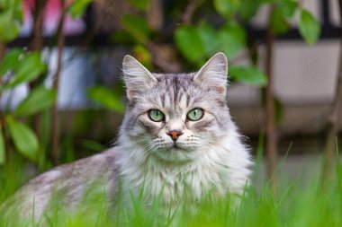 Bahçede uzun saçlı gümüş bir kedi.