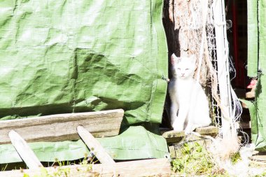 Bir çiftlik de beyaz kedi