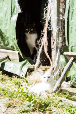 Bir çiftlik de beyaz kedi