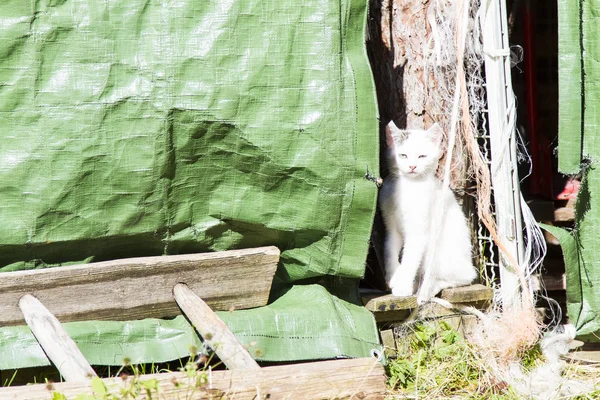 Vit kattunge i en gård — Stockfoto