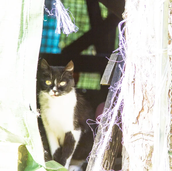 Female cat in a farm — Stock Photo, Image