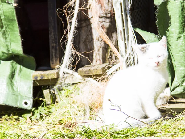 White kitten in a farm — Stock Photo, Image