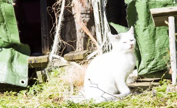 Gatito blanco en una granja — Foto de Stock