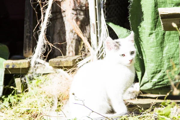 农场里的白猫 — 图库照片