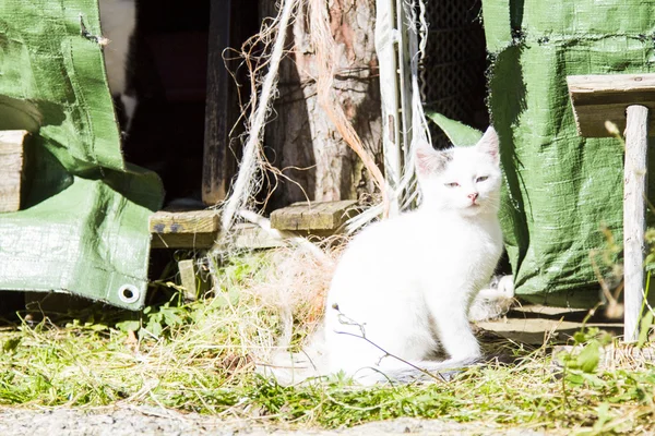 Gatito blanco en una granja — Foto de Stock