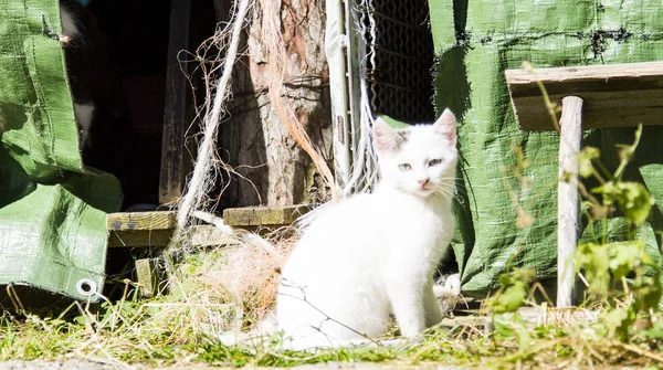 Gatinho branco em uma fazenda — Fotografia de Stock