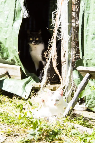 Gattino bianco in una fattoria — Foto Stock