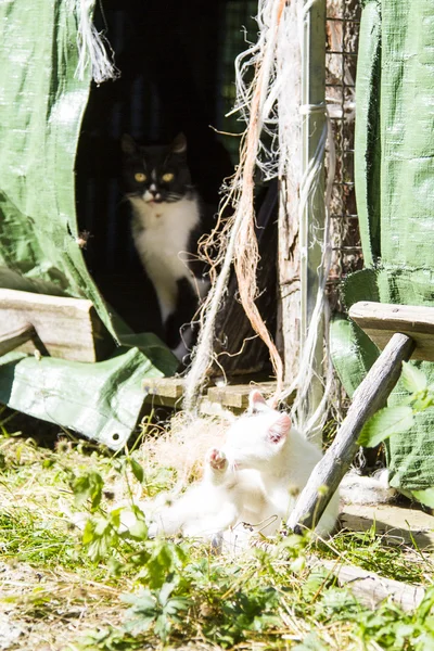 Gattino bianco in una fattoria — Foto Stock