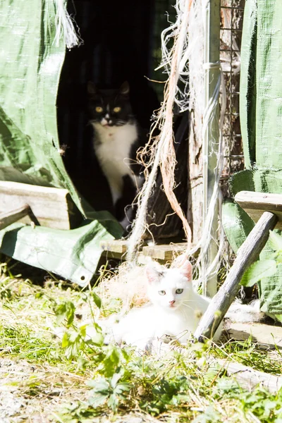 Gatinho branco em uma fazenda — Fotografia de Stock