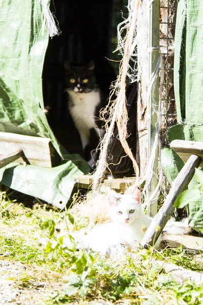 Vit kattunge i en gård — Stockfoto