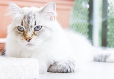 Sibirya doğurmak karlı kedi