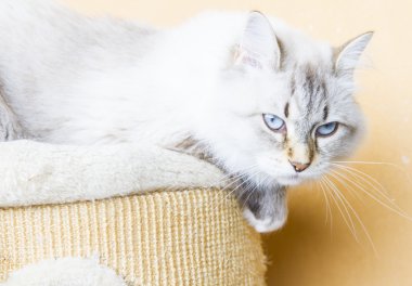Sibirya doğurmak karlı kedi