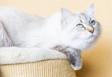 Sibirya doğurmak karlı kedi