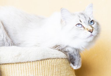 Sibirya doğurmak karlı kedi