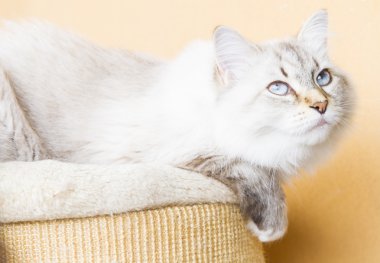 Sibirya doğurmak karlı kedi