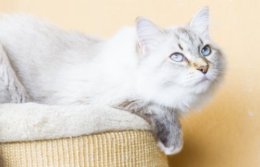 Sibirya doğurmak karlı kedi